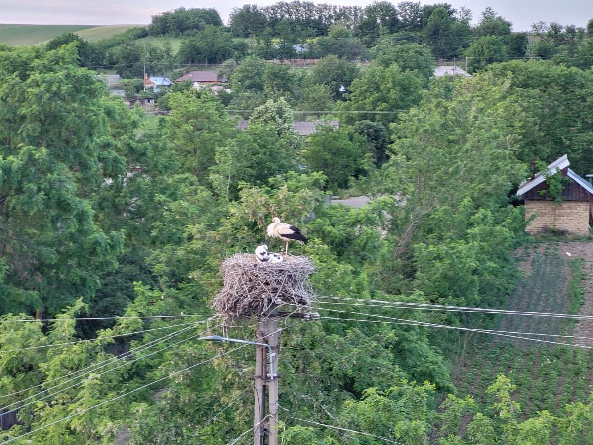 Bed and Breakfast Colt De Rai Hîrtoape Zewnętrze zdjęcie